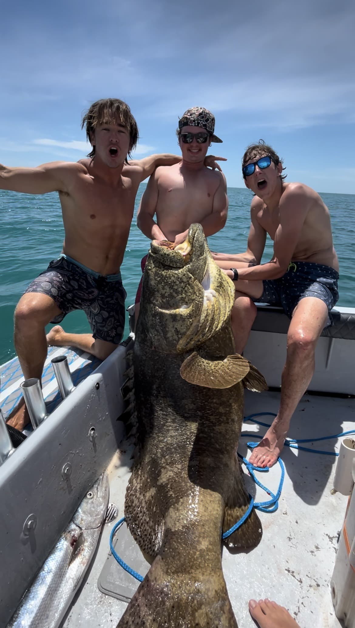 Goliath grouper. Released.
