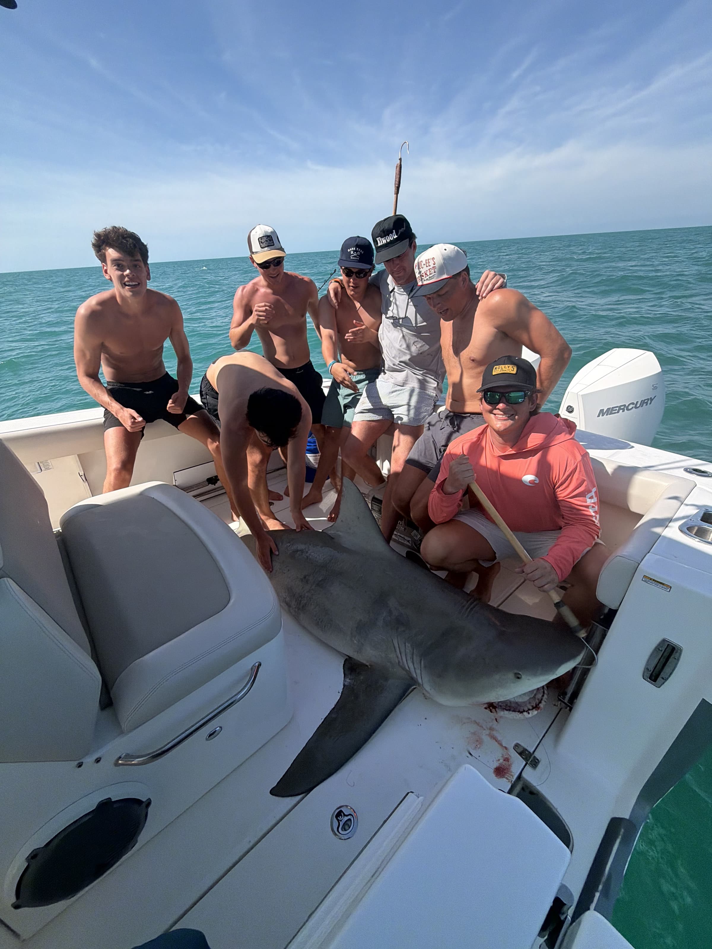 Boatside bull shark
