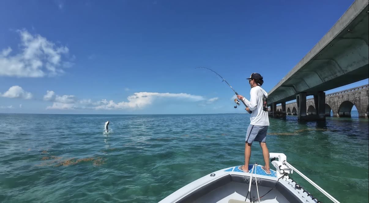 Tarpon under the bridge