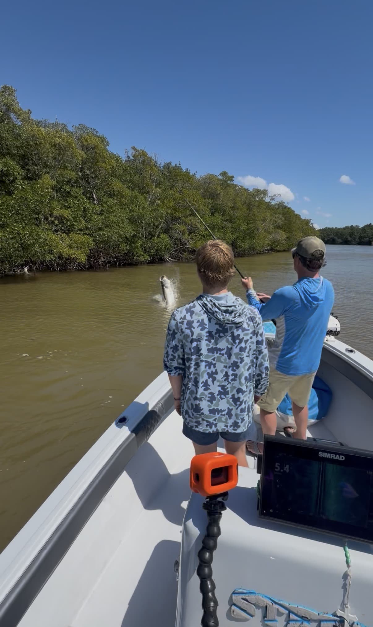 Tarpon in the mangroves