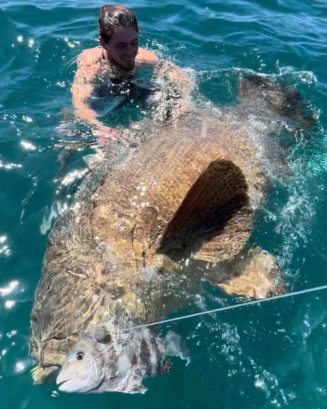 Captain Croix in the water with a goliath grouper